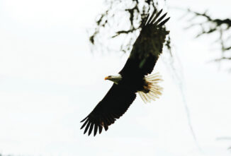 Winged Predators of Chickens and Poultry